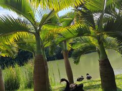 -中国科学院西双版纳热带植物园