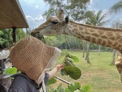 -海南热带野生动植物园