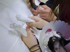 -美联众合动物医院·24h转诊中心