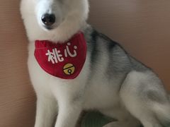 -Husky Go! 哈士奇体验馆·宠物咖啡厅狗咖