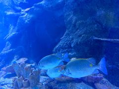 -太平洋海底世界