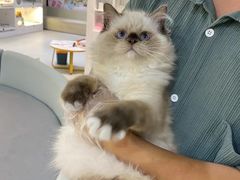 -lincat·猫舍(广州店)