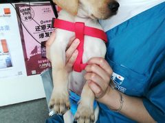 -安安宠医·安宠宠物医院