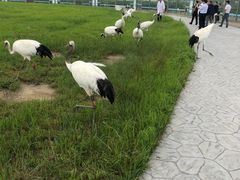 -盐城丹顶鹤湿地生态旅游区