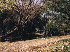 -上海共青森林公园