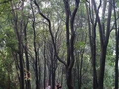 -火炉山森林公园