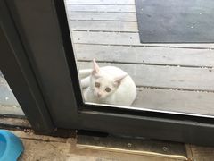 猫咪-猫的天空之城概念书店(杭州南宋御街店)