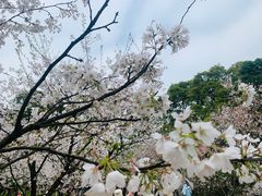 -南山植物园