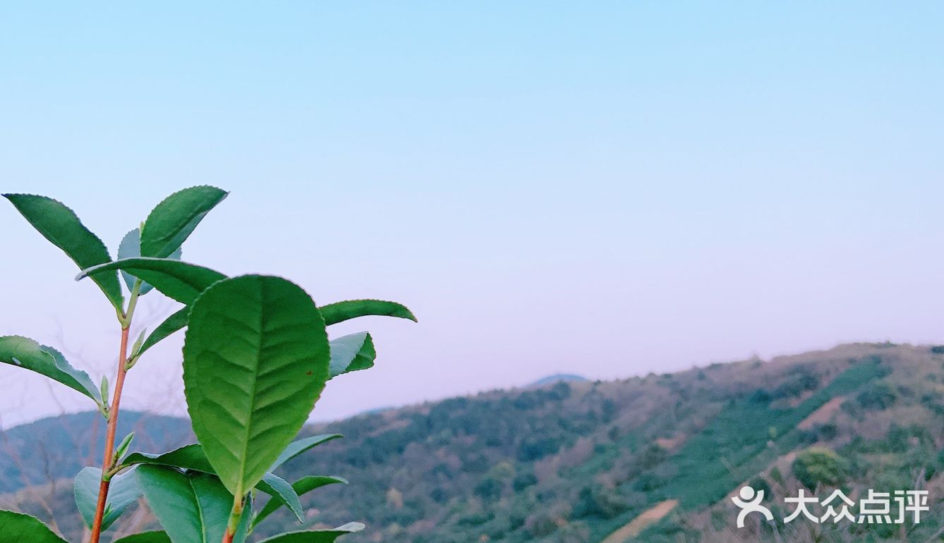 小众岛屿 |苏州洞庭西山🌈采茶的季节🍃