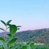 小众岛屿 |苏州洞庭西山🌈采茶的季节🍃