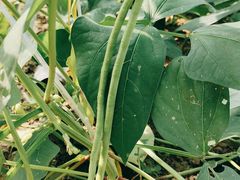 -庞各庄翠芳园西瓜蔬菜基地采摘园