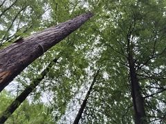 -云溪植物园