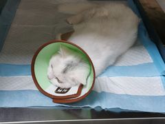 -贝来恩24H动物医院·转诊中心(稻香路店)