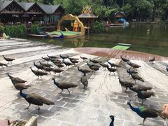 -西双版纳原始森林公园
