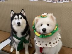 -星多哈·狗咖·拼豆·咖啡