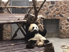 幼年熊猫-成都大熊猫繁育研究基地