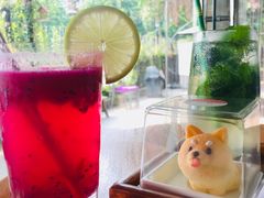 -柴犬高等学院·狗咖·柴犬售卖·宠物训练