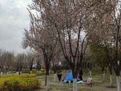 -洨河生态公园