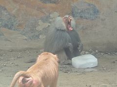 -成都动物园