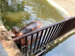 -海南热带野生动植物园