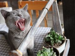 -海边的猫和咖啡馆