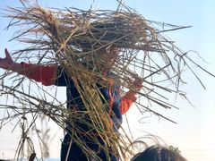 -樂桃源奉贤黄桃种植采摘基地