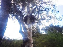 -墨尔本皇家植物园