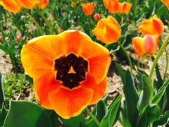 -长春公园(普阳街道)