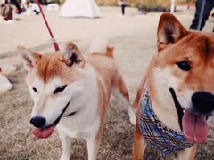 -栖露营camping·天幕烧烤·团建拓展·采摘营地