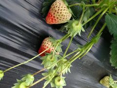 草莓的诱惑-妈妈的味道(和顺古镇店)