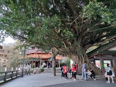 -神光山国家森林公园