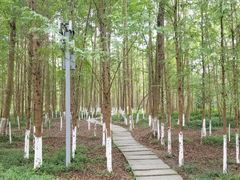 -桤木河湿地公园