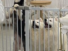 -共舞时光猫咖·狗咖(新街口店)