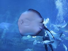 -烟台海昌鲸鲨海洋公园