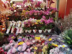 -越秀西湖花市(广州城市广场花卉店)