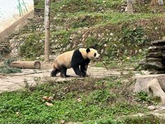 -中国大熊猫保护研究中心雅安碧峰峡基地