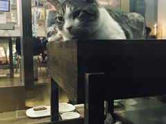 -猫大福·Fortune Cat猫舍(百子湾店)