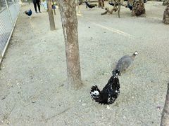 -大鹅岛绿色生态美食园