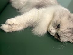 -安格丽娜·狗咖·猫咖羊驼咖(春熙路百盛商场店)