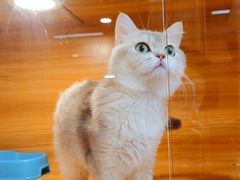 -猫十亿·布偶金渐层·曼基康矮脚猫舍(青年路店)