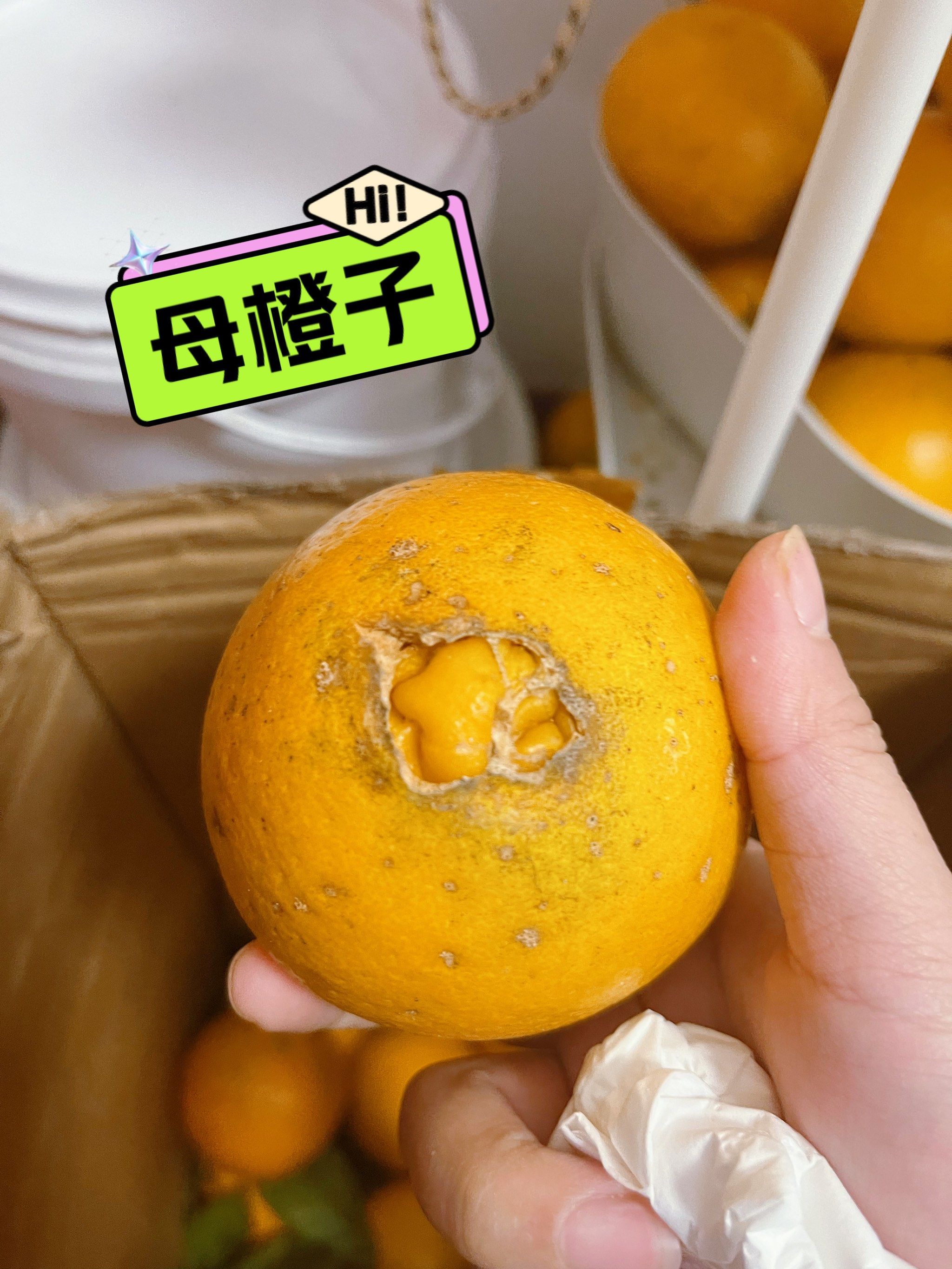 母橙子和公橙子
