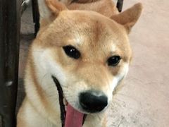 -啡语