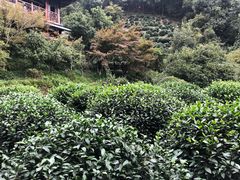 -十八棵（老龙井）御茶园(老龙井店)