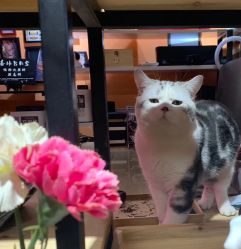 -众刺纹画·纹身·穿孔饰品·海娜定制