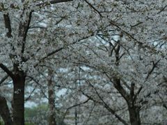 -苏州上方山国家森林公园