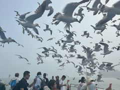 -海驴岛(荣成市)