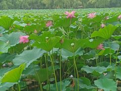 -长春市南湖公园