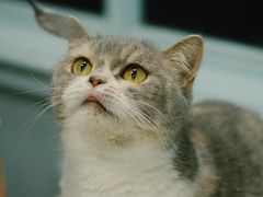 -安格丽娜·狗咖·猫咖羊驼咖(春熙路百盛商场店)