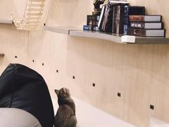 -飞行喵MR PILOT|猫舍·猫咖(静安大融城店)