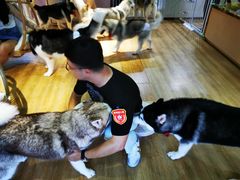 -Husky Go! 哈士奇体验馆·宠物咖啡厅狗咖